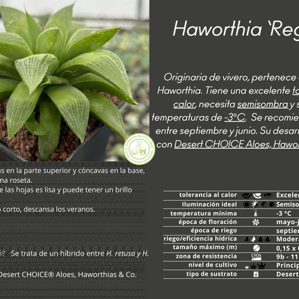 Haworthia 'Regida'