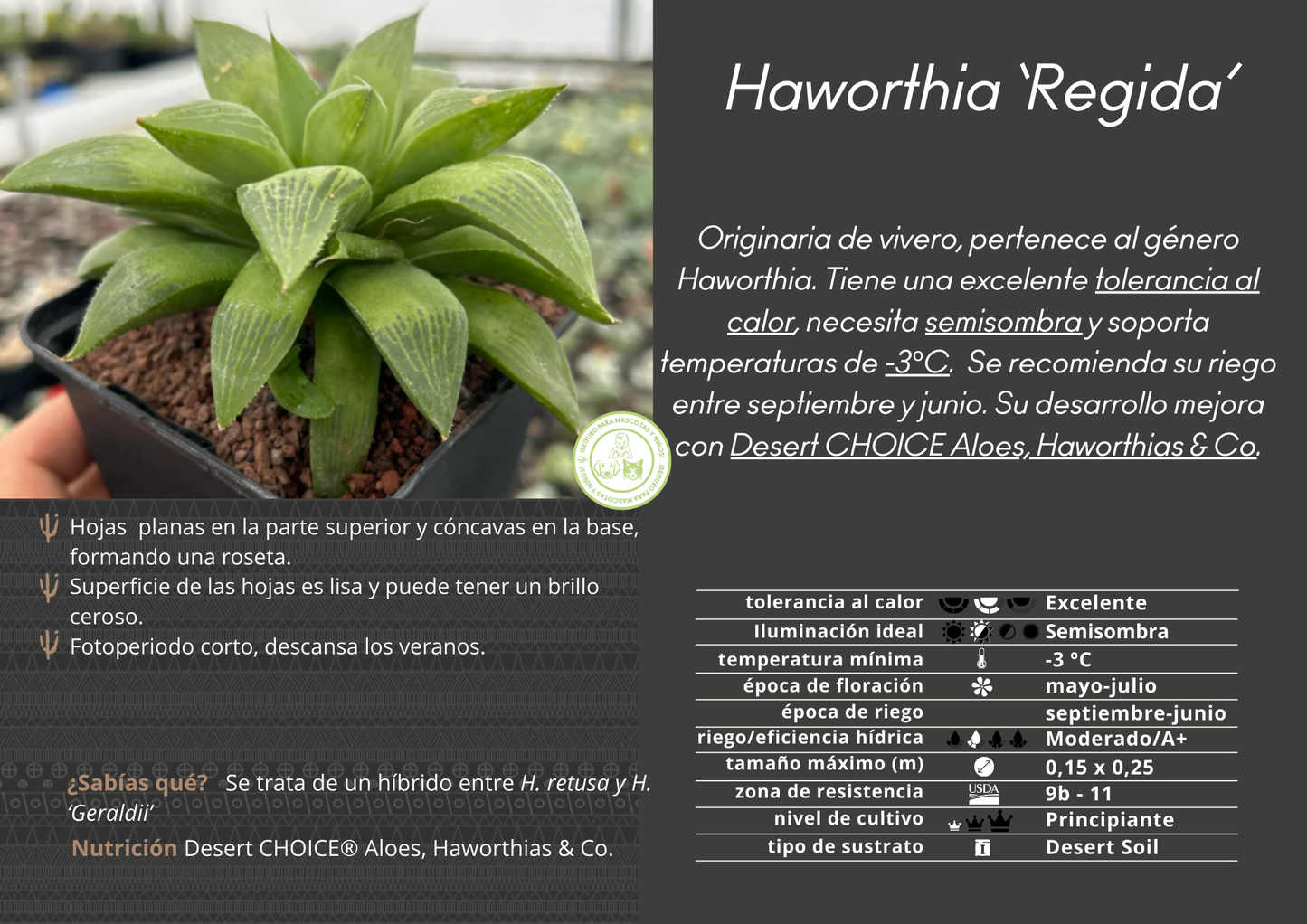 Haworthia 'Regida'