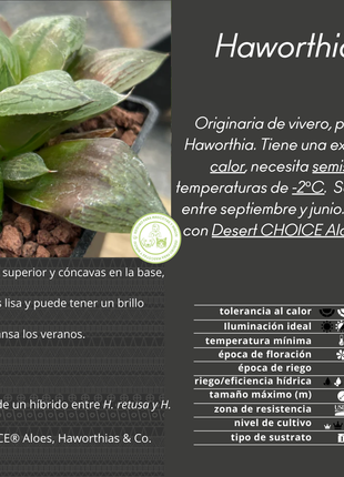 Haworthia 'Rigida'