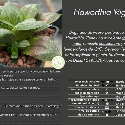 Haworthia 'Rigida'
