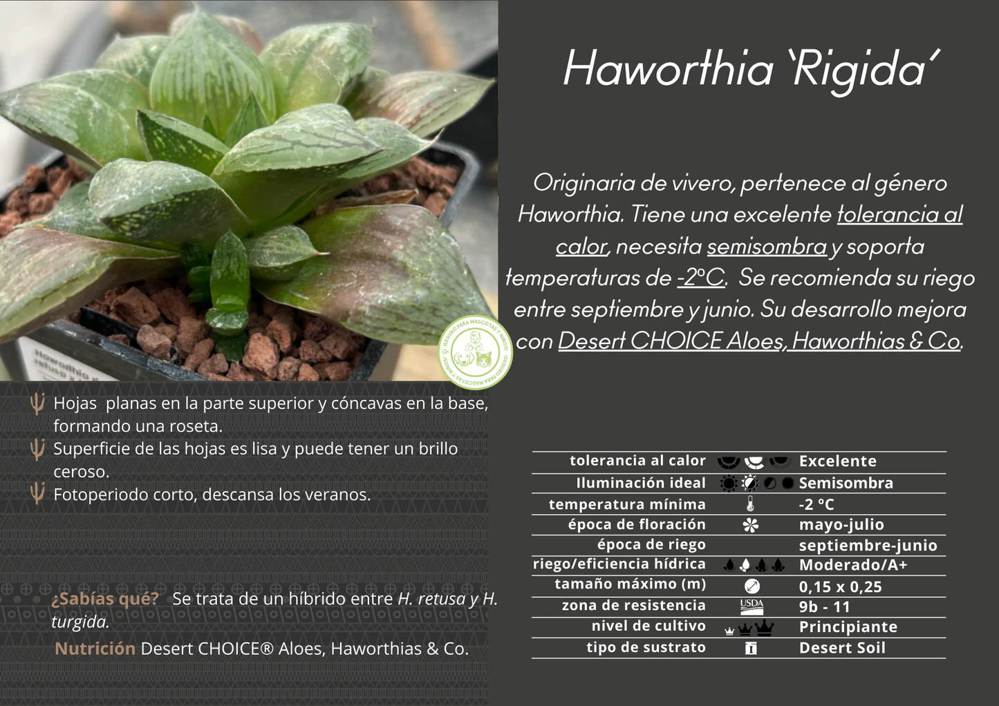 Haworthia 'Rigida'