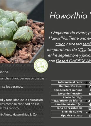 Haworthia 'Sansenjyo'