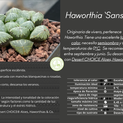 Haworthia 'Sansenjyo'