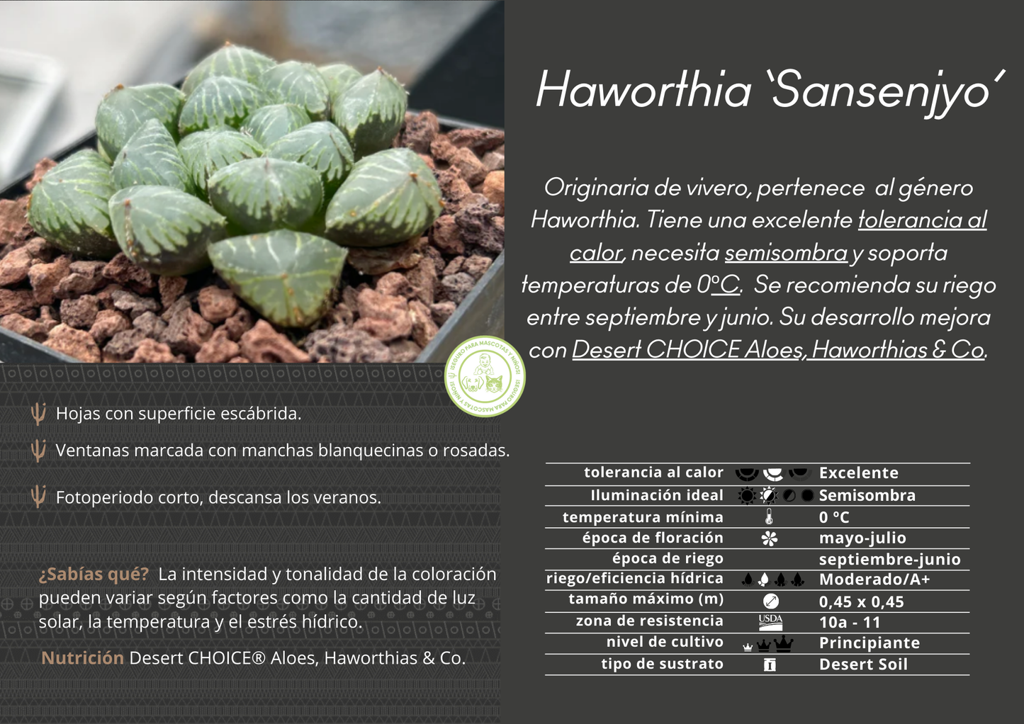 Haworthia 'Sansenjyo'