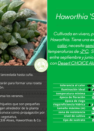 Haworthia 'Redstone'