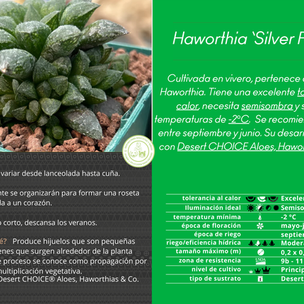 Haworthia ‘Silver Fossile’