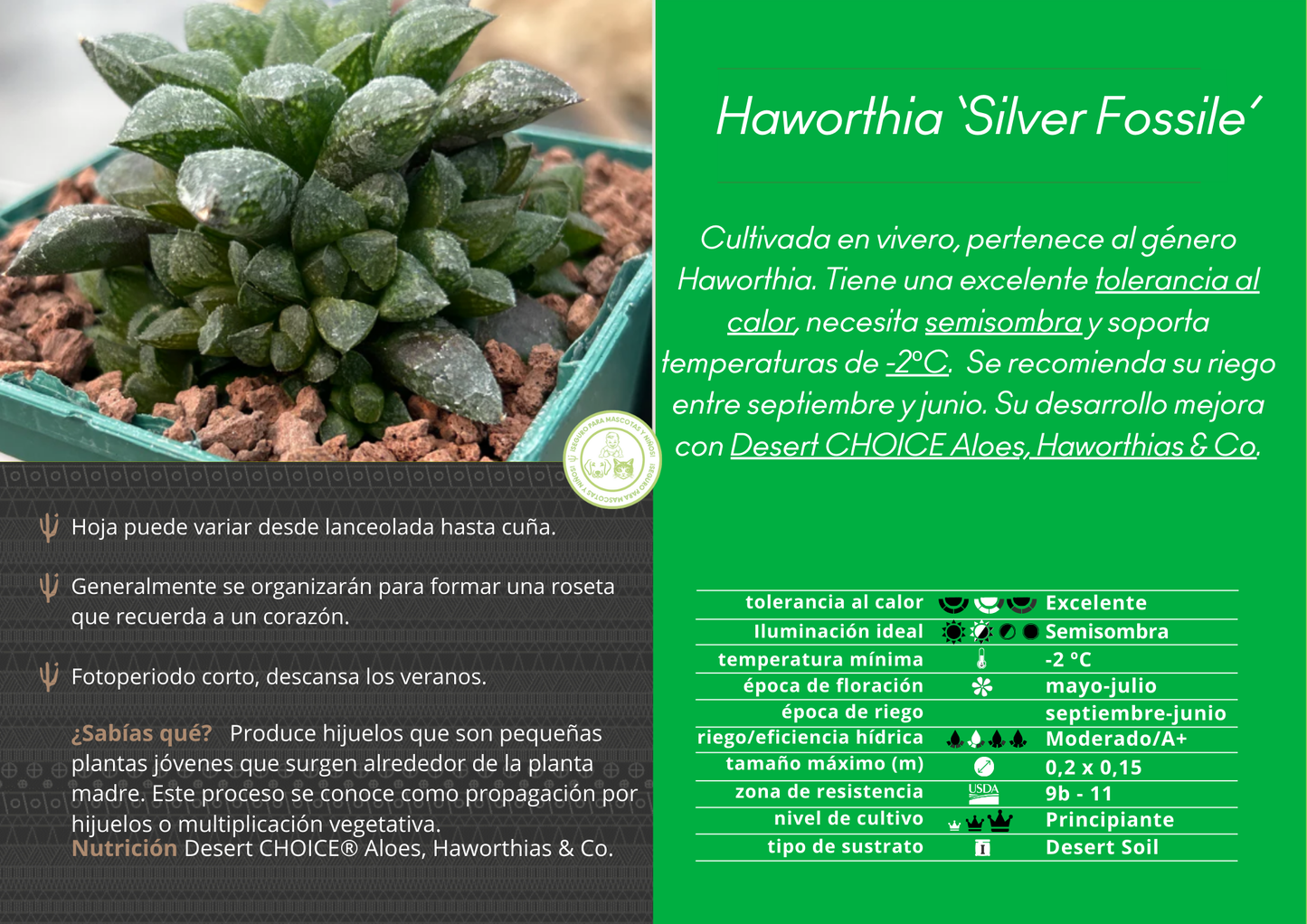 Haworthia ‘Redstone’