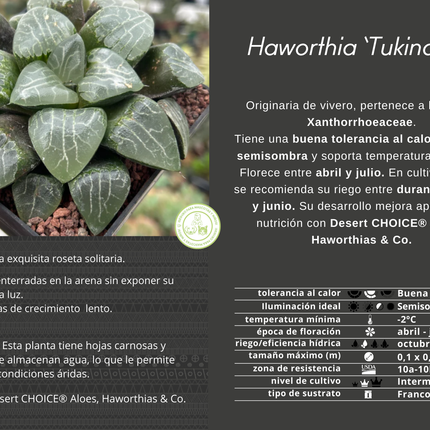 Haworthia 'Tukinage'