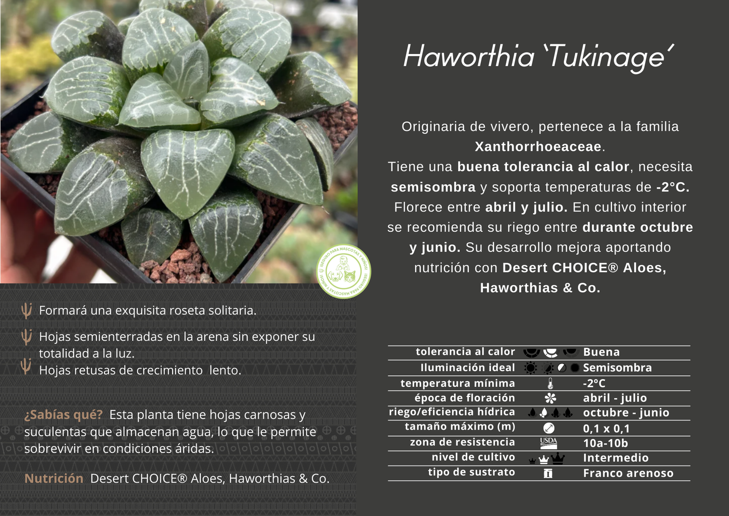 Haworthia 'Tukinage'