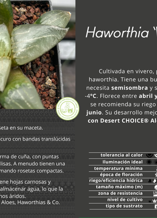 Haworthia 'West wind'