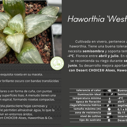 Haworthia 'West wind'