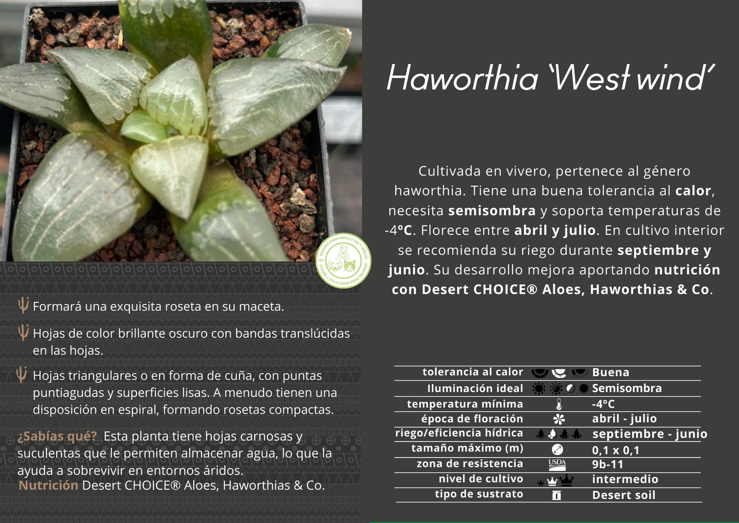 Haworthia ‘West wind’