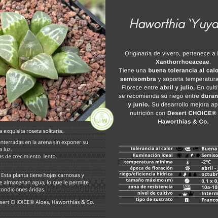 Haworthia 'Yuyake'