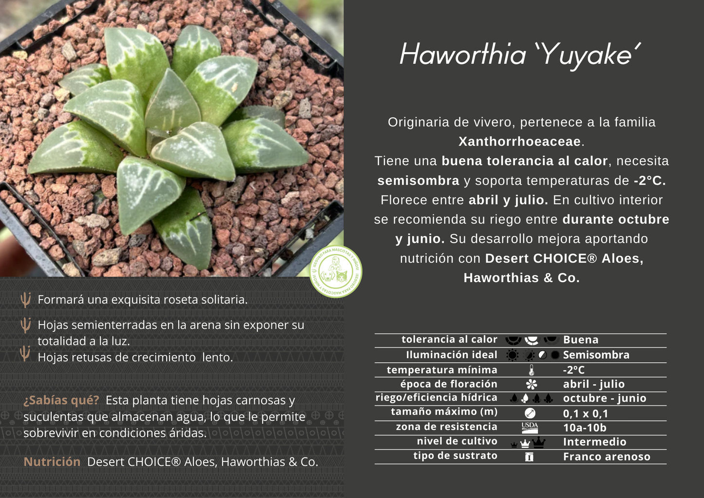 Haworthia 'Yuyake'