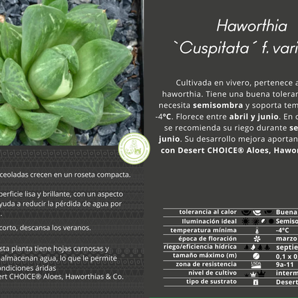 Haworthia 'Cuspitata' f. variegate