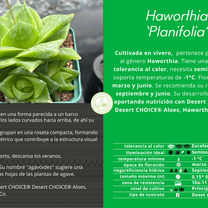 Haworthia 'Planifolia'