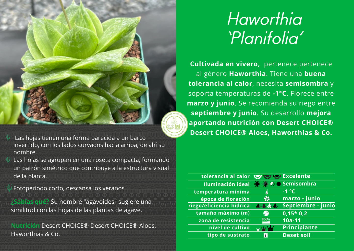 Haworthia 'Planifolia'