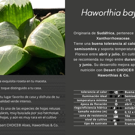 Haworthia bayeri