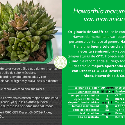 Haworthia marumiana var. marumiana