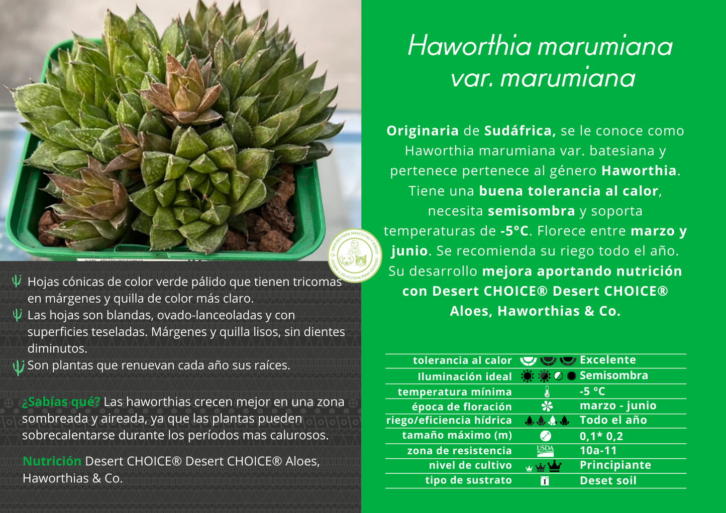 Haworthia marumiana var. marumiana