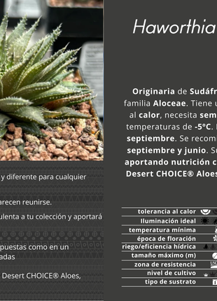 Haworthia meiringii