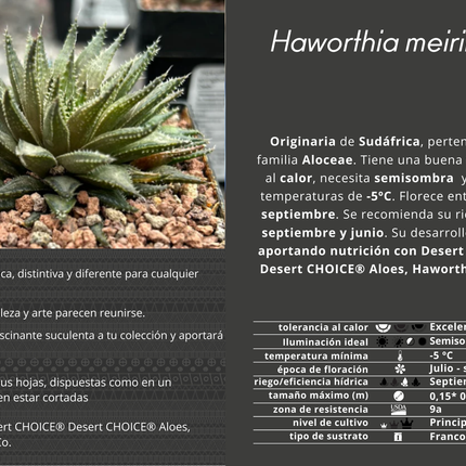 Haworthia meiringii