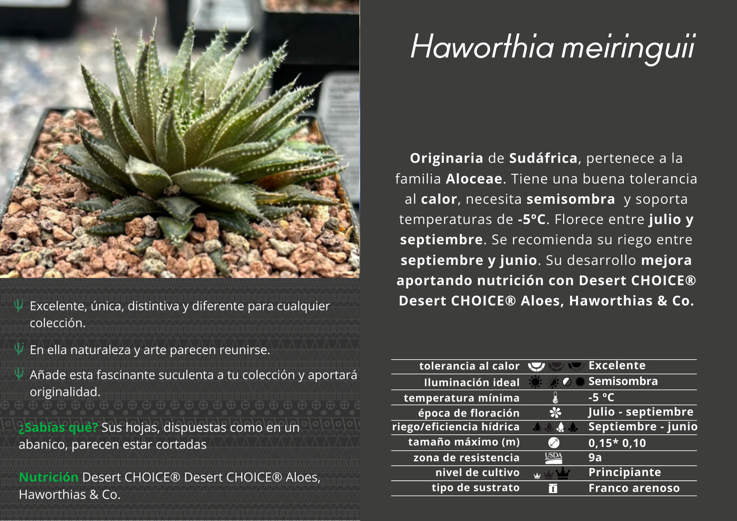 Haworthia meiringii