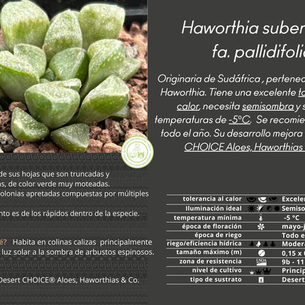 Haworthia suberecta var. pallidifolia