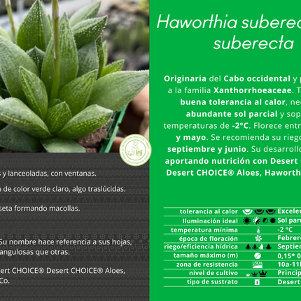 Haworthia suberecta var. suberect