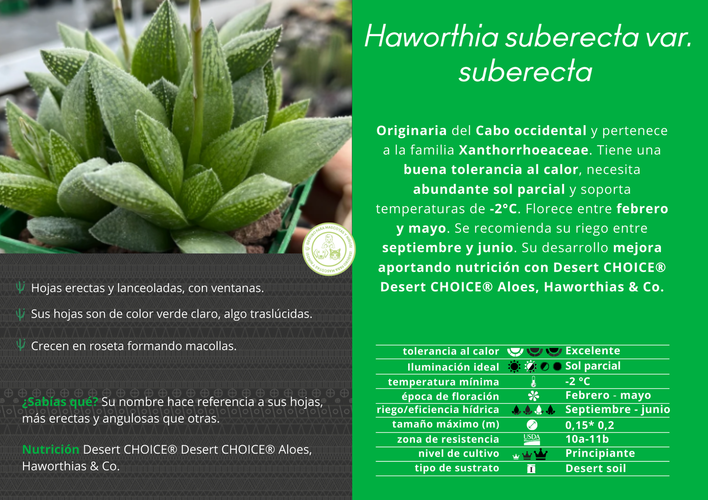 Haworthia suberecta var. suberecta