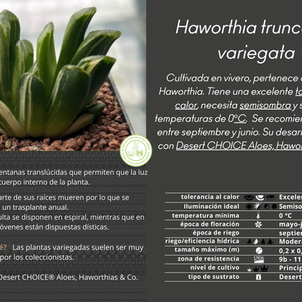 Haworthia truncata f. red variegata