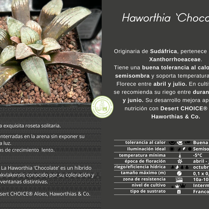 Haworthia 'Schokolade'