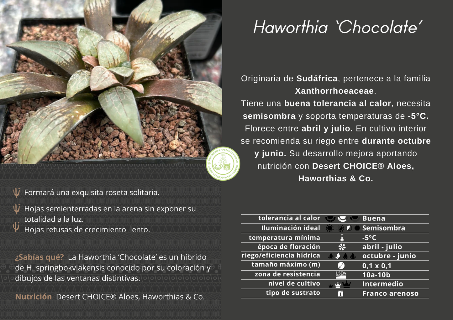 Haworthia 'Chocolate'