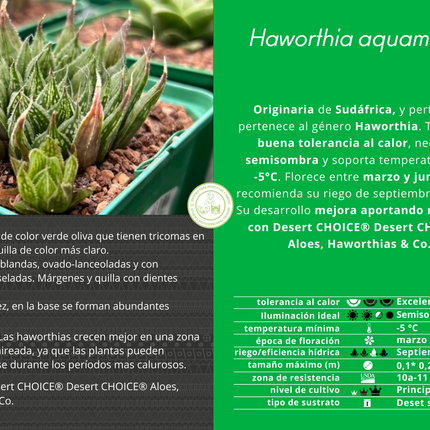 Haworthia-Aquamarin