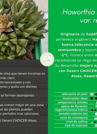 Haworthia batesiana var. reddii