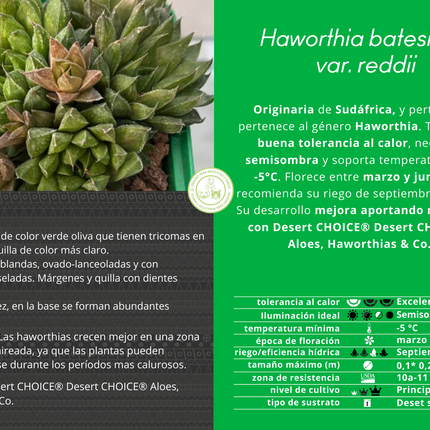 Haworthia batesiana var. reddii