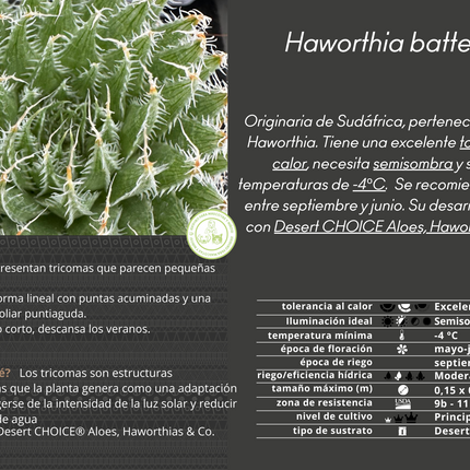 Haworthia batteniae