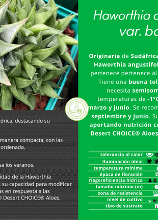 Haworthia angustifolia var. baylissii