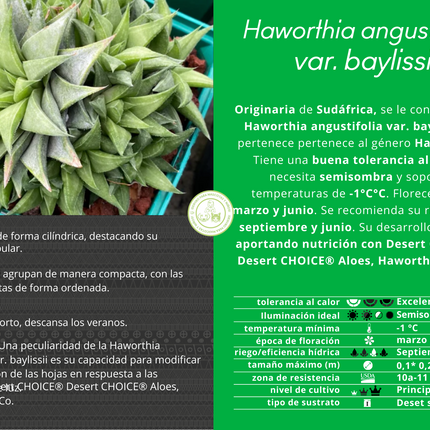 Haworthia angustifolia var. baylissii
