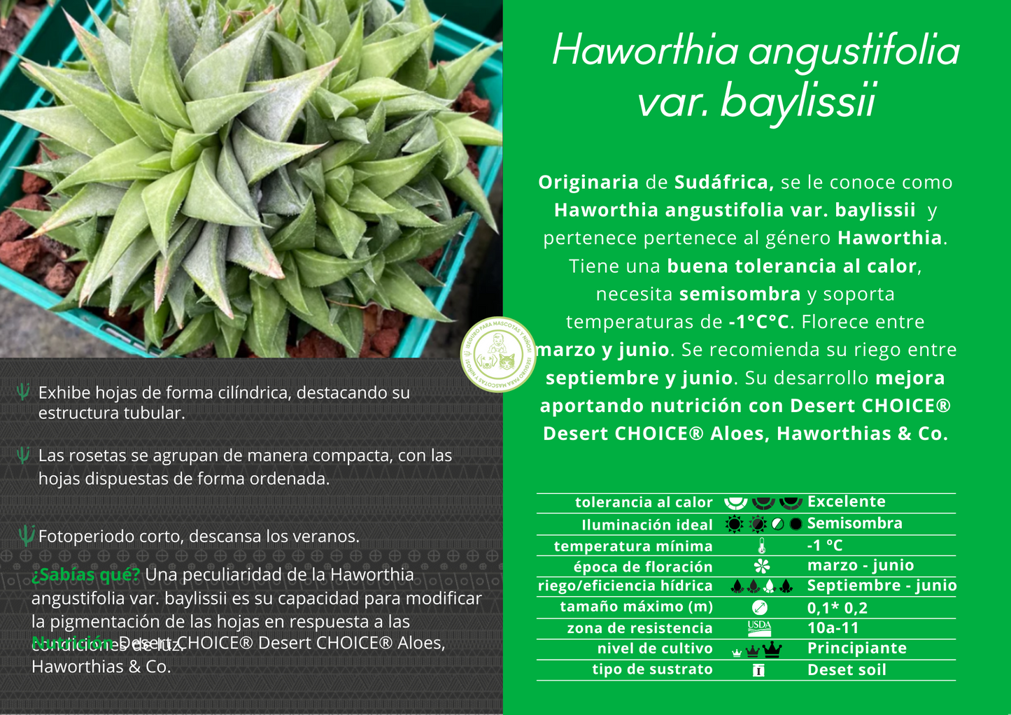Haworthia angustifolia var. baylissii