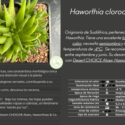 Haworthia chloracantha