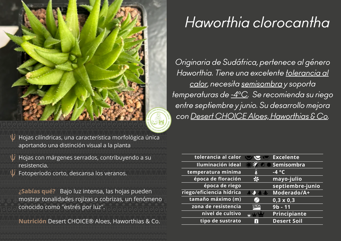 Haworthia chlorocantha