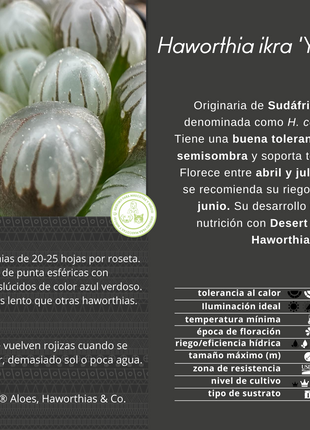 Haworthia ikra 'Yamada black' (H. cooperi var. truncata)