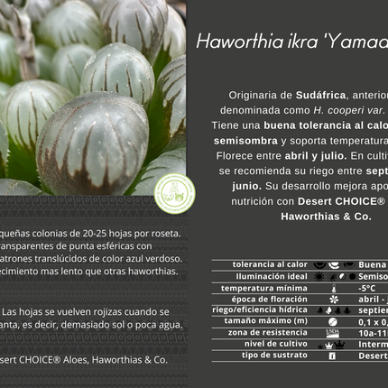 Haworthia ikra 'Yamada black'(H. cooperi var. truncata )