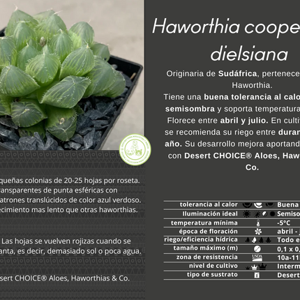 Haworthia cooperi var. dielsiana
