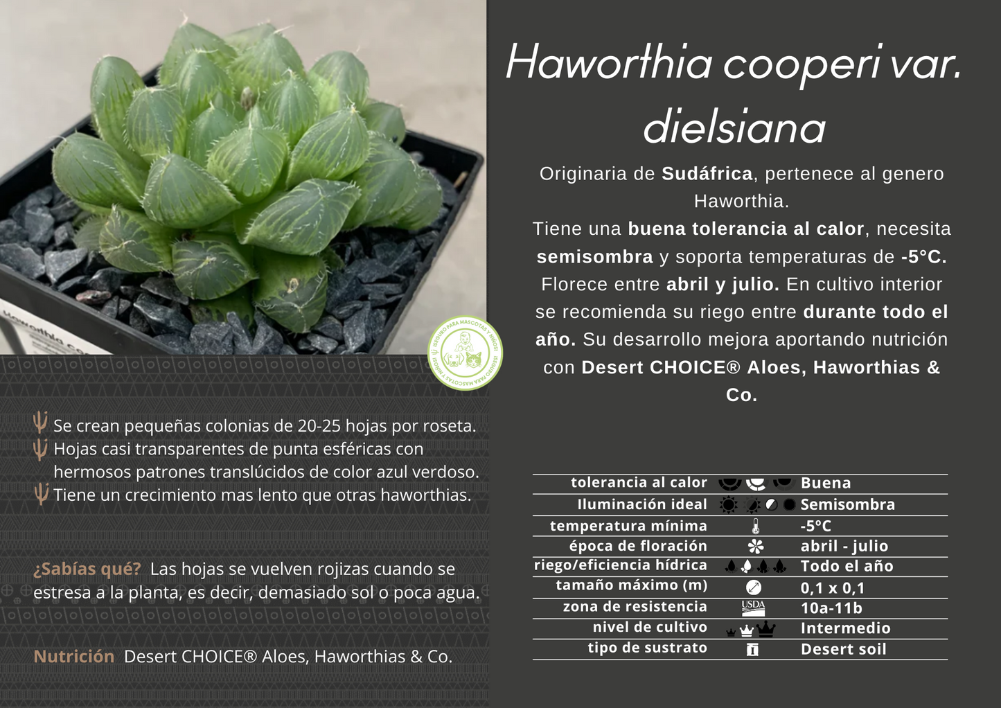 Haworthia cooperi var. dielsisch