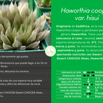Haworthia cooperi var. hissui