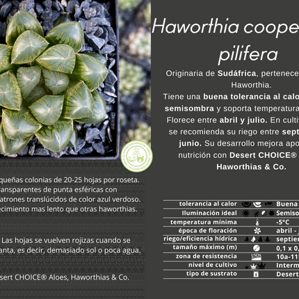 Haworthia cooperi var. pilifera