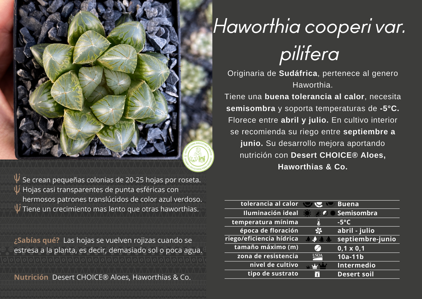 Haworthia cooperi var. pilifera