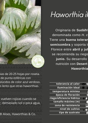 Haworthia ikra'OB-1' (H. cooperi var. truncata)